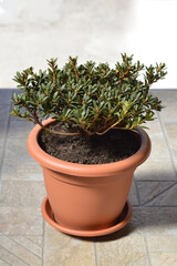 Chinese dwarf rhododendron growing in flower pot