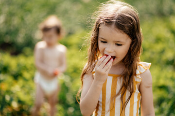 a little girl wearing only one diaper tastes sweet ripe strawberries in the village garden