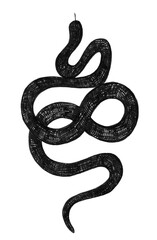 Black snake wild life on white background