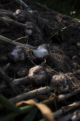 Harvested home-grown garlic drying outdoors