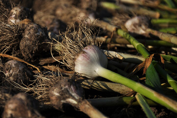 Harvested home-grown garlic drying outdoors