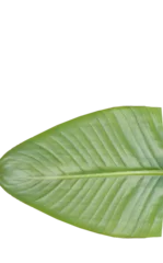 Fotobehang Directly above shot of leaf  © vectorfusionart