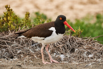 Bird Haematopus palliatus, Ostrero americano in its nest