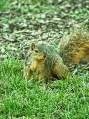 North American Gray Squirrel Visiting Local Zoo