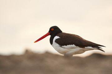 Bird Haematopus palliatus, Ostrero americano on the beach