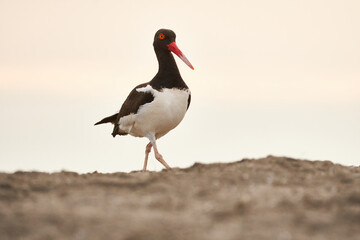 Bird Haematopus palliatus, Ostrero americano on the beach