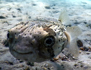 Costa Rica Pacific sea life © Brian