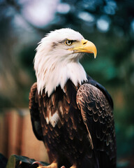 Portrait of Bald Eagle, symbol of the USA - generative ai