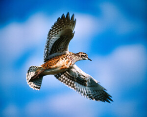 Fototapeta premium Eurasian Bustard in flight - generative ai