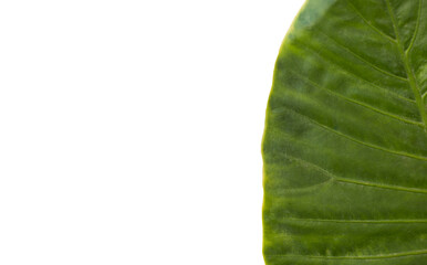 Patterned green leaf 