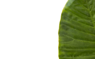 Gordijnen Patterned green leaf  © vectorfusionart