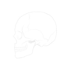 Human skull against white background