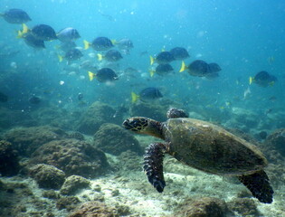 Fototapeta na wymiar Costa Rica Pacific Sea Lfe