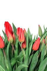 Tulips on a white background