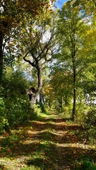 Polna droga wśród drzew idealna na spacer natura i przyroda