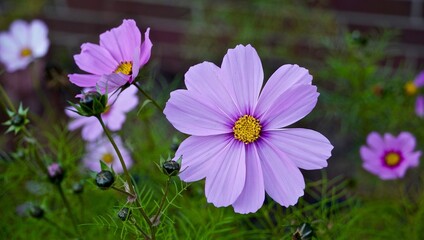 Fioletowy kwiat kwitnący wiosną na ogrodzie natura © Kamila