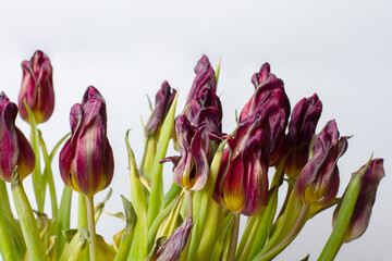 wilted flower. Wilted tulips on a light background.