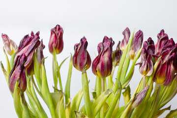wilted flower. Wilted tulips on a light background.