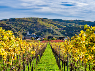 Fototapeta na wymiar Virtical shot of colorfull rows of vines in Ellenz-Poltersdorf village and Beilstein village in the background in Cochem-Zell district, Germany
