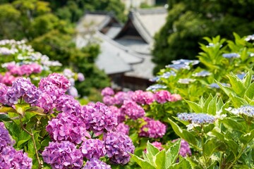 Obraz premium 寺院とアジサイの花
