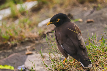 Common Hill Myna (brown body) at garden of Bangladesh.