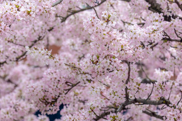 Selective focus of branches white pink Cherry blossoms on the tree under blue sky and sun, Beautiful Sakura flowers in spring season in the park, Floral pattern texture, Nature wallpaper background.