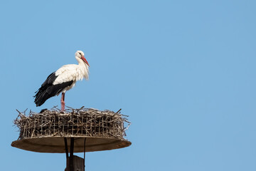 European White stork Ciconia Ciconia on the breeding season on the nest blue sky background