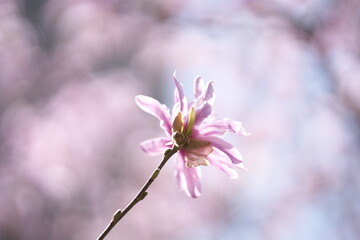 早春に咲く姫コブシの花