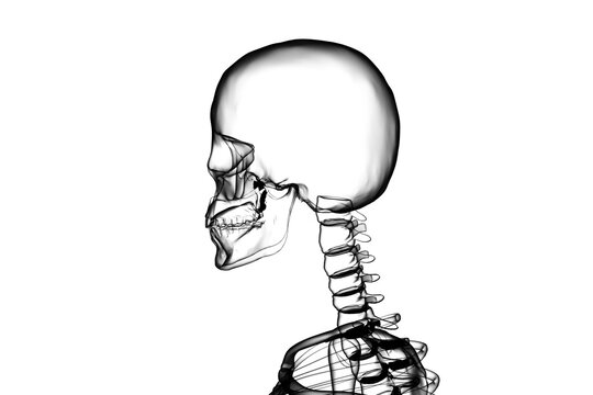 Digital image of skeleton 