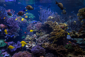 Underwater scene. Underwater world. Underwater life landscape.