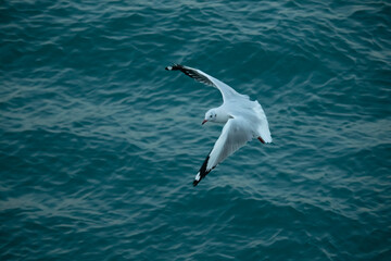 Fototapeta na wymiar Flying seagull in blue sea at Saint Martin island, Bangladesh, Flying birds.