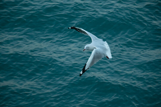 Flying seagull in blue sea at Saint Martin island, Bangladesh, Flying birds.