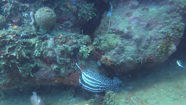 spotted drum fish