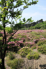 初夏を迎えたのどかな鹿ヶ原の景色