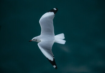 Flying seagull in blue sea at Saint Martin island, Bangladesh, Flying birds.