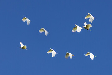 Flock of Sulphur-crested Cockatoo's in flight © Ken Griffiths