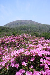 鹿の原の満開のミヤマキリシマに構える美しい山
