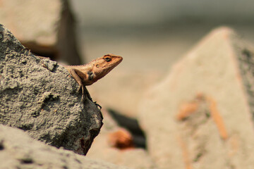 The Oriental Garden Lizard, also known as the Changeable Lizard or Eastern Garden Lizard, is a species of lizard that belongs to the family Agamidae. It is found in many countries throughout Asia.