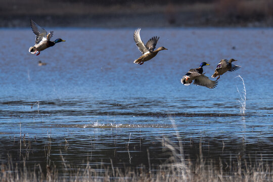 Mallard ducks flying in flight