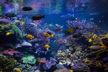 Underwater scene. Underwater world. Underwater life landscape.