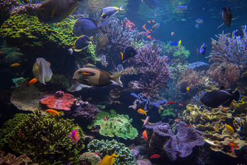 Underwater scene. Underwater world. Underwater life landscape.