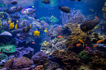 Underwater scene. Underwater world. Underwater life landscape.