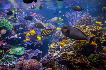Fototapeta na wymiar Underwater scene. Underwater world. Underwater life landscape.