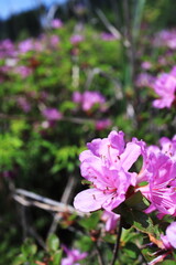 ピンク色の可愛いミヤマキリシマ