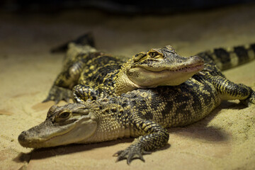 Crocodiles are large aquatic reptiles that live throughout the tropics in Africa, Asia, the Americas and Australia.
