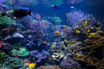 Naklejka na ściany i meble Underwater scene. Underwater world. Underwater life landscape.
