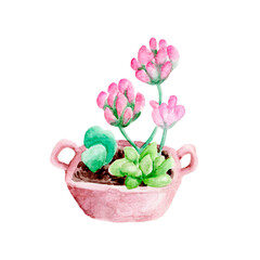 Succulents in a pot. Pink and green. Painted by hand in watercolor. Can be used for postcards and posters, flower shop logo.