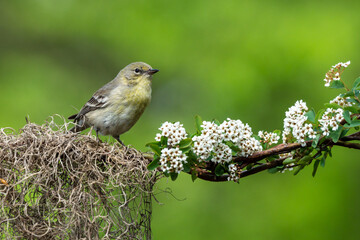 Mockingbird