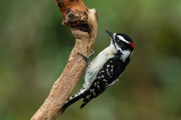 Downy Woodpecker (Dryobates pubescens)