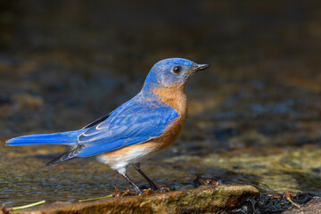 Eastern bluebird (Sialia sialis)